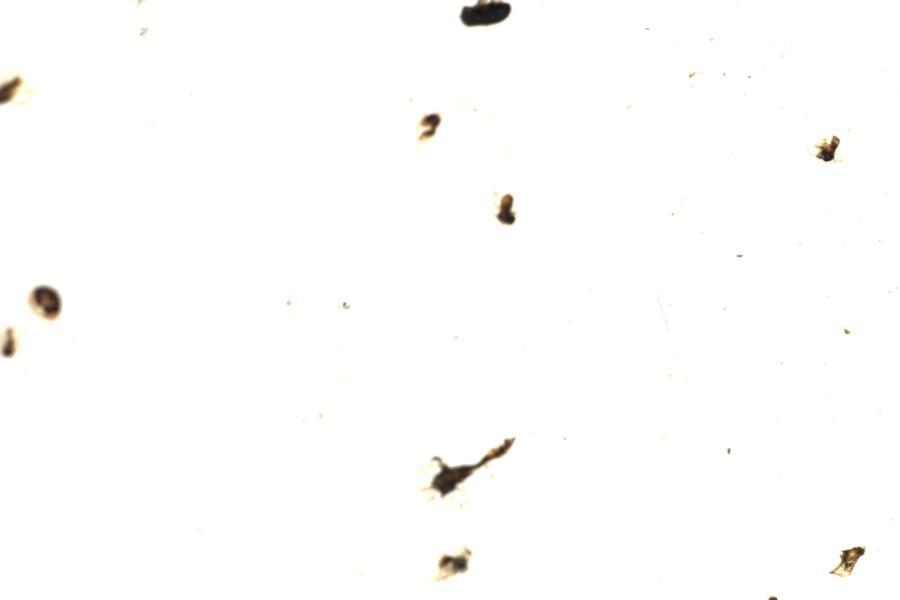 Image 207